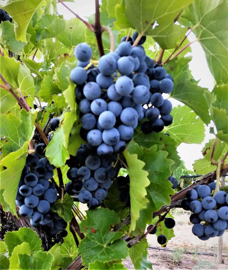 Chavez Wines delicious grapes