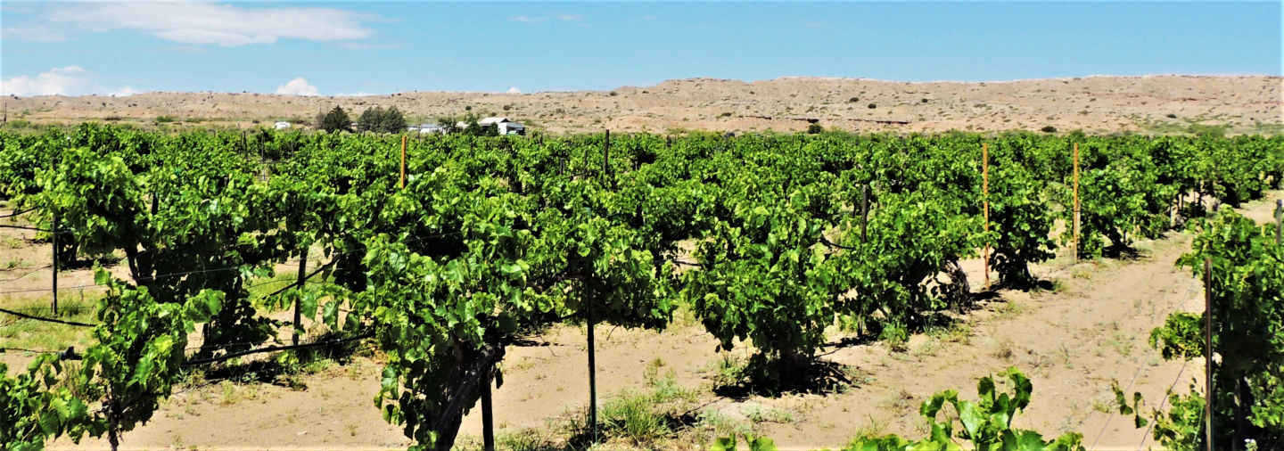 Chavez Brothers Vineyard and Winery 1386