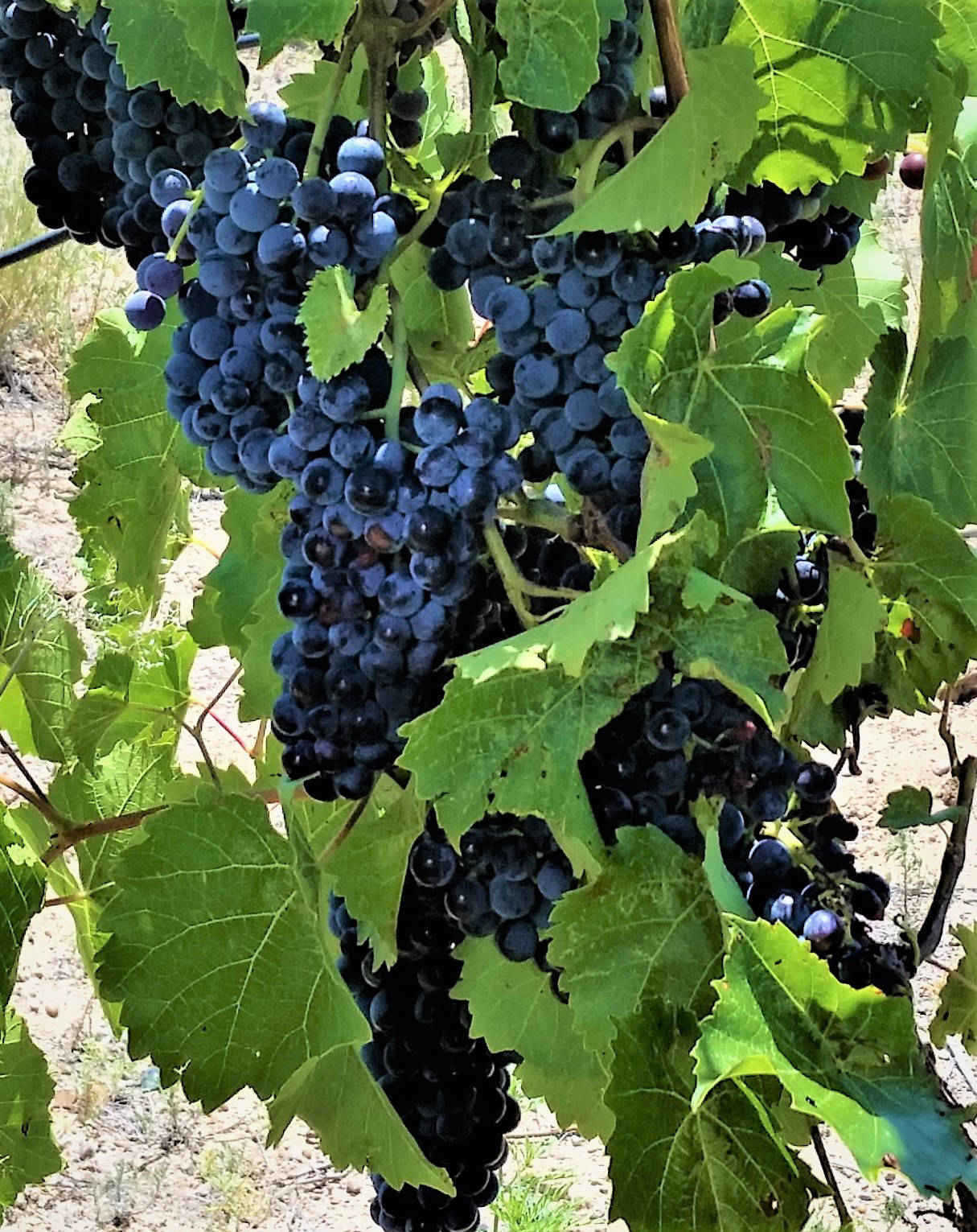Chavez Wines Grapes