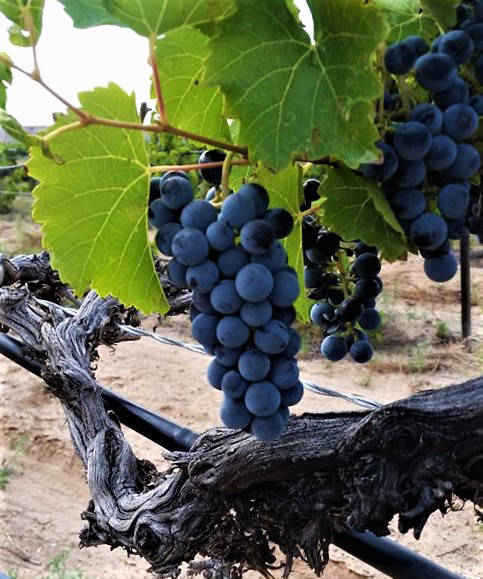 Chavez Wines near Albuquerque NM