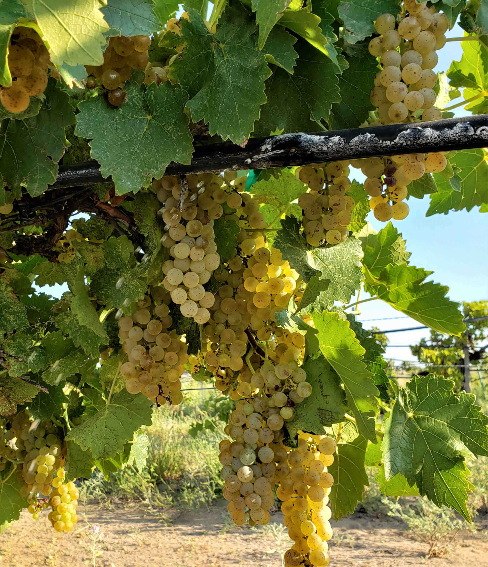 Chavez Wines white wine grapes