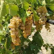 Chavez Brothers Vineyard and Winery - White Grapes