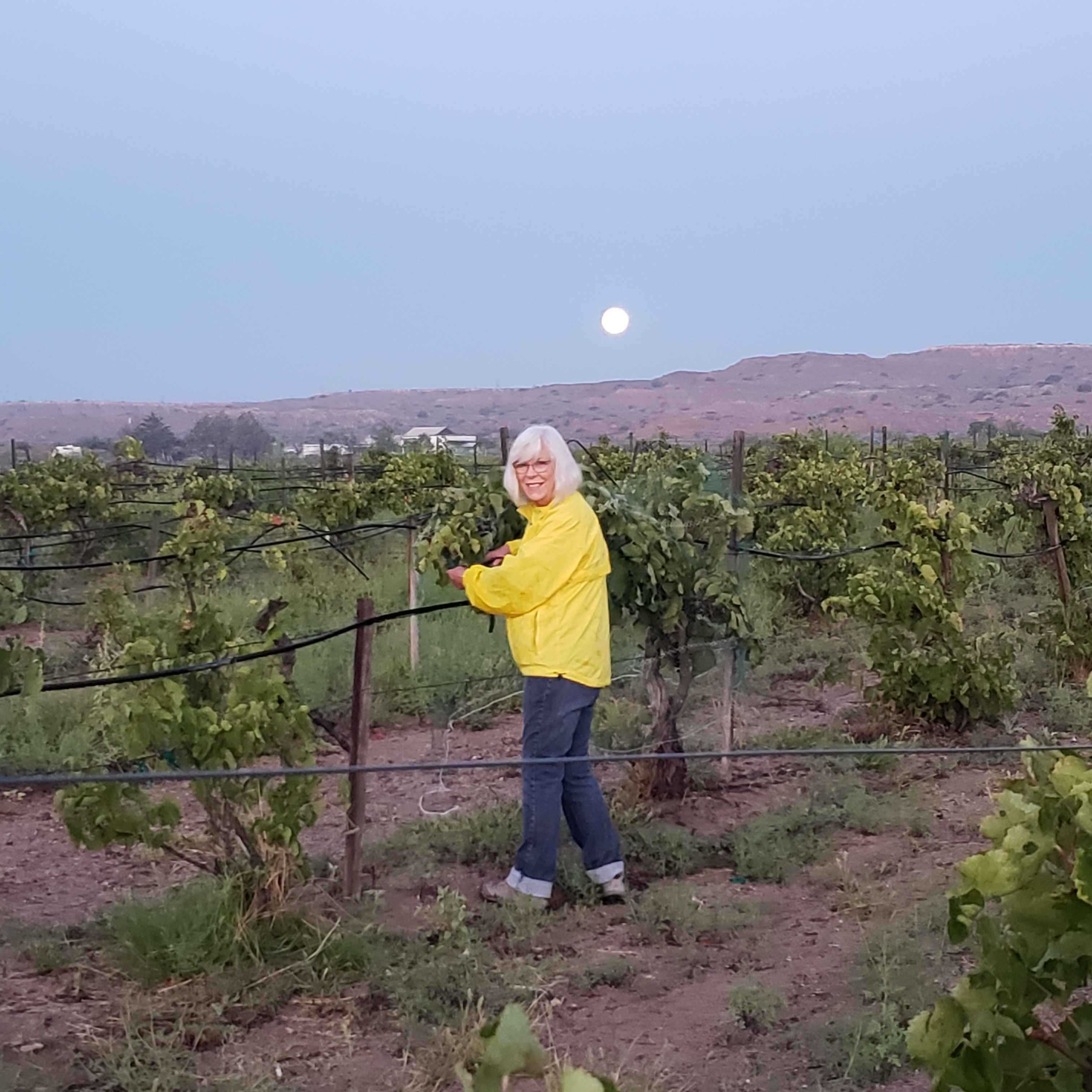 Sue Kil at Chavez Wines Vineyard