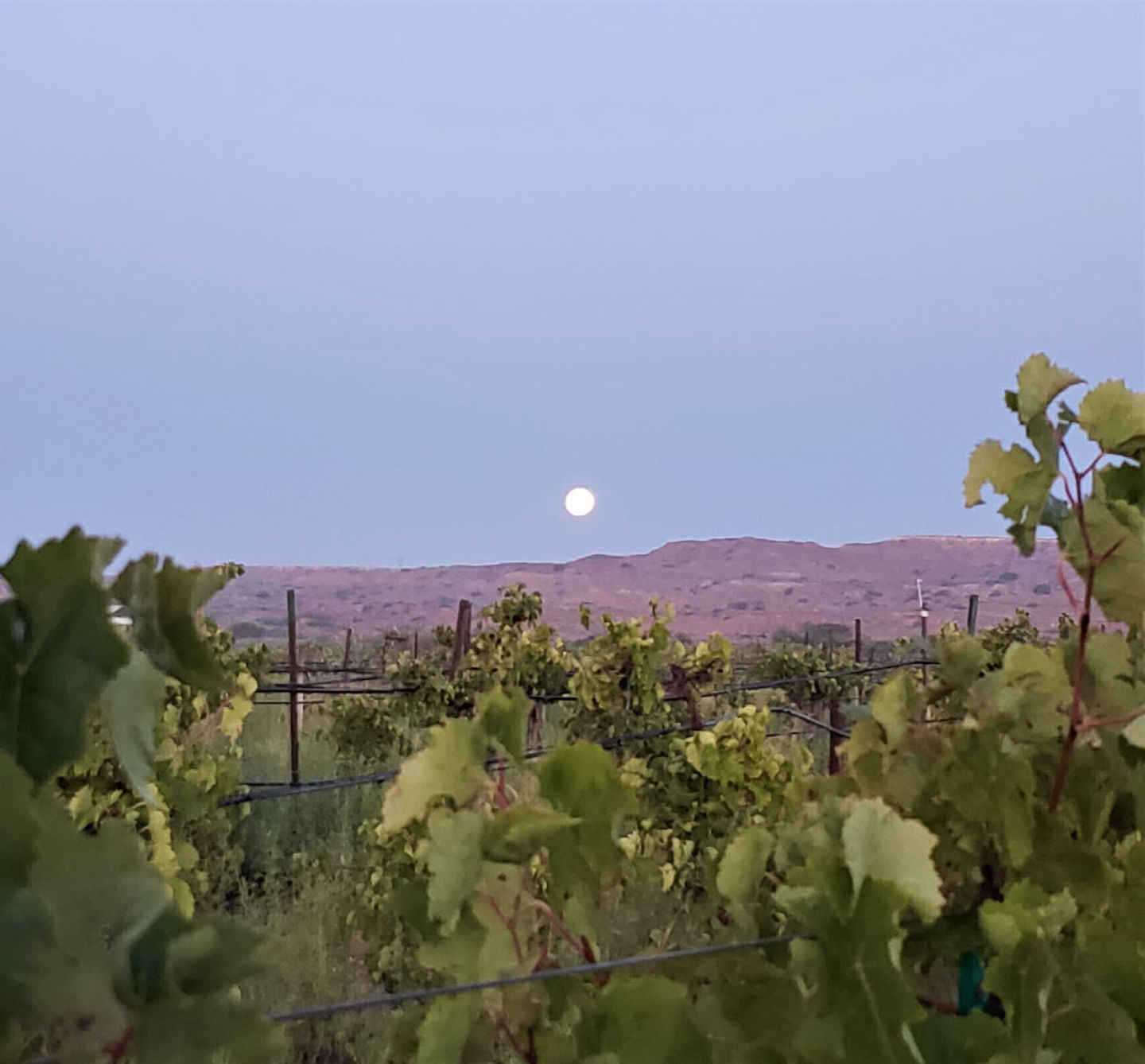 Chavez Wines vineyard number 1