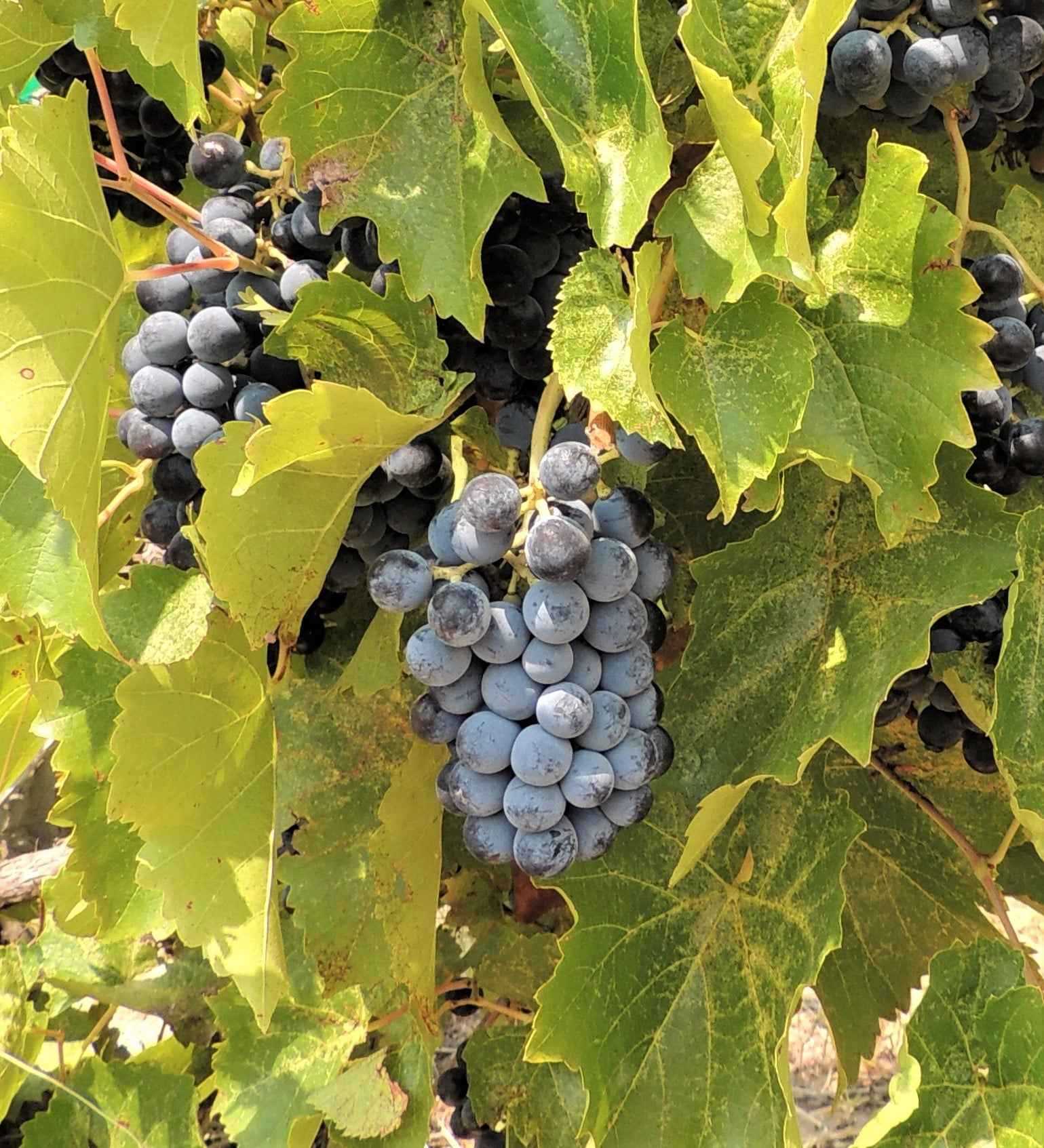 About Chavez Brothers Vineyard wine production
